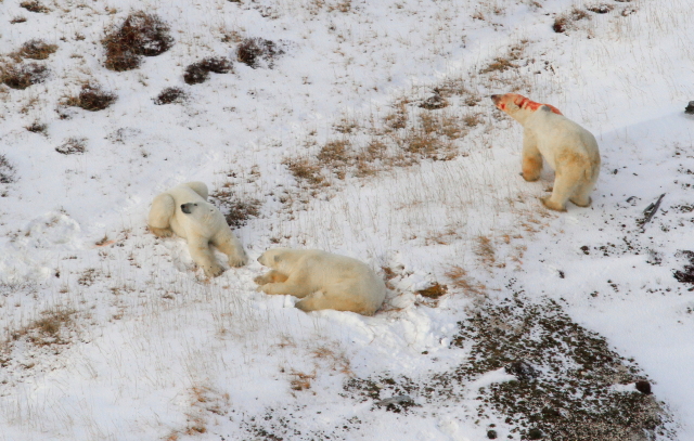 Polar bears in Churchill, MB