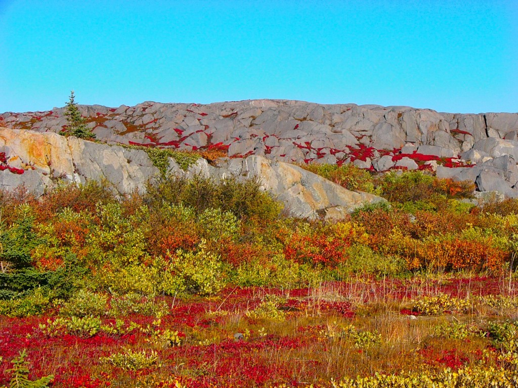 Carbon sink permafrost in Churchill, Manitoba.