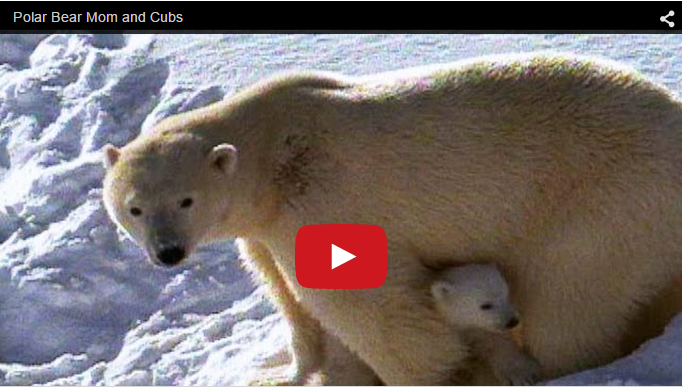 Polar Bear Video of the Week- Mother and Cubs