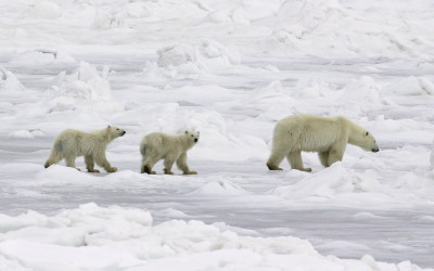 Churchill Photos of the Week-Polar Bear Families
