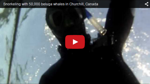 Churchill Video of the Week- Snorkeling with 50,000 Beluga Whales