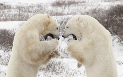 Churchill Sunday Polar Bear Photo