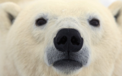 Five Must See’s in Churchill