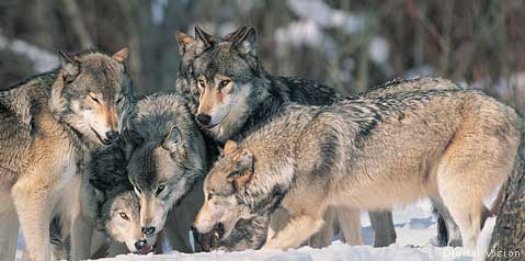 Gray wolf pack. National Wildlife Federation photo.