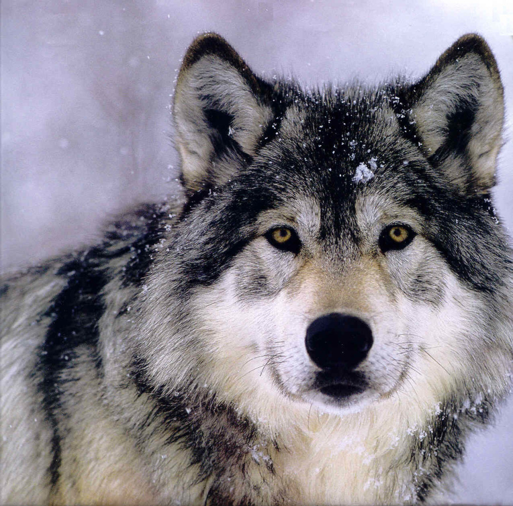 Lone Gray Wolf