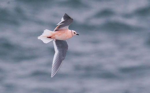 Ross's gull