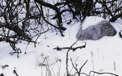 Arctic Camouflage – Wildlife in White