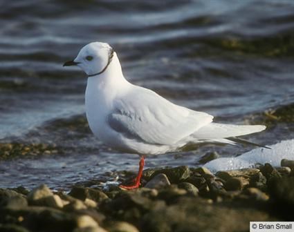 Ross' gull