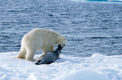 polar bear seal