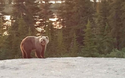Three Bear Species in Churchill
