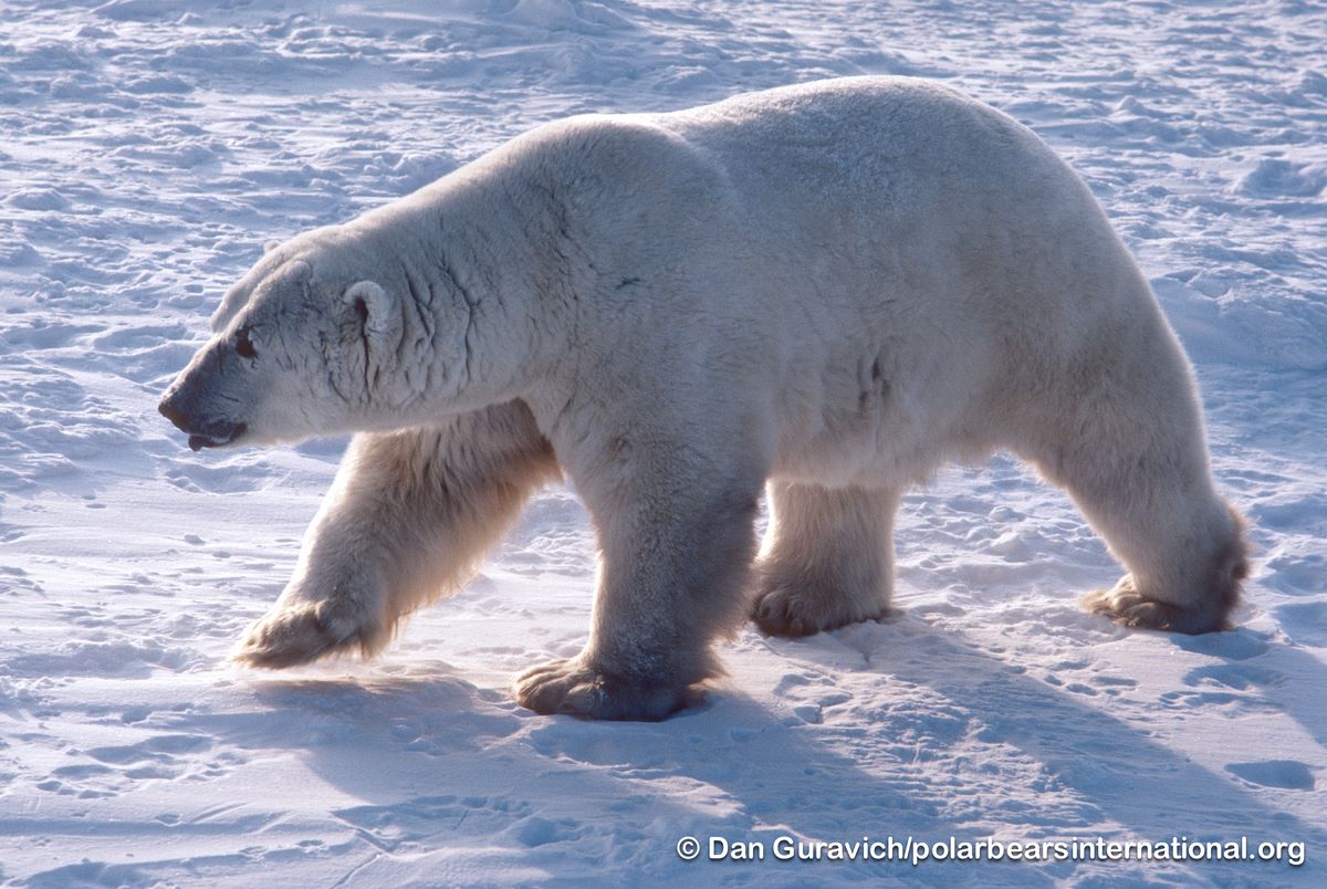 Churchill Photos of the Week Churchill Polar Bears