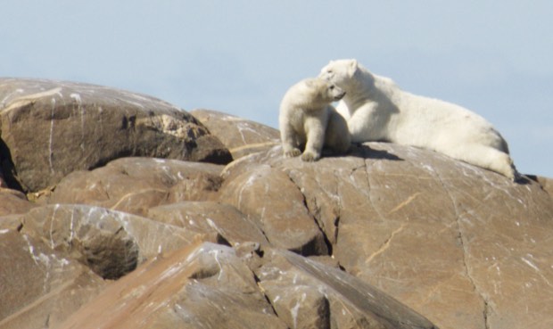 Mother and cub polar bear Churchill, MB