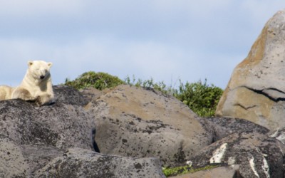Notes From the Field – Churchill Arctic Summer