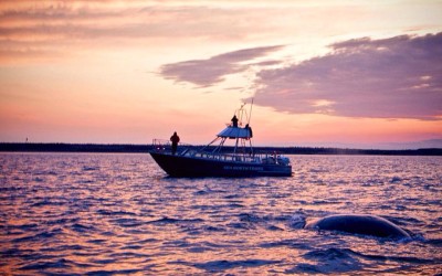 Bowhead Whale in Churchill Waters