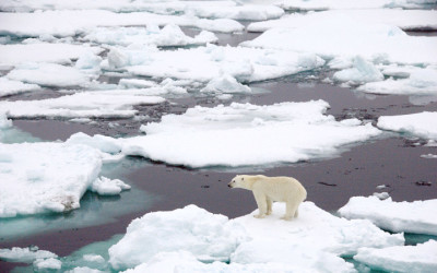 Arctic Ice Stabilizes in Short Term
