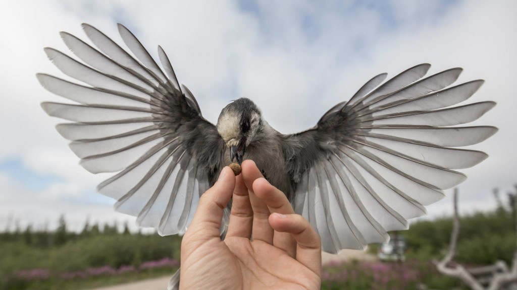 Gray jay Churchill, Manitoba