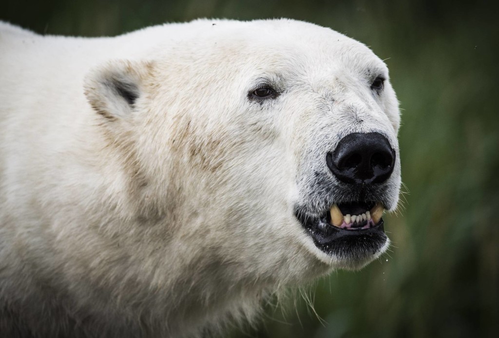 Churchill polar bear