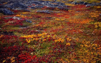 Churchill Photo of the Week – Tundra Colors