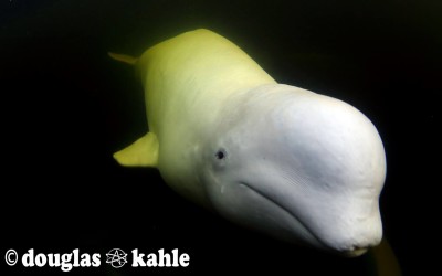 Churchill Photos of the Week – Belugas