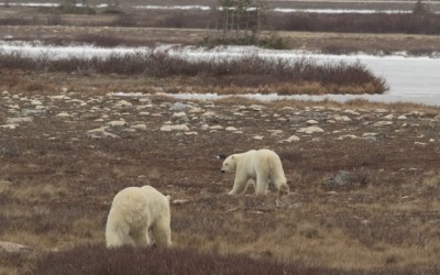 Polar Bear Hierarchy at the Tundra Lodge