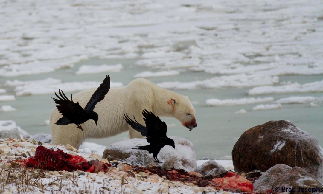 Awesome Polar Bear Seal Kill Photo Churchill Polar Bears