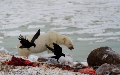 Awesome Polar Bear Seal Kill Photo