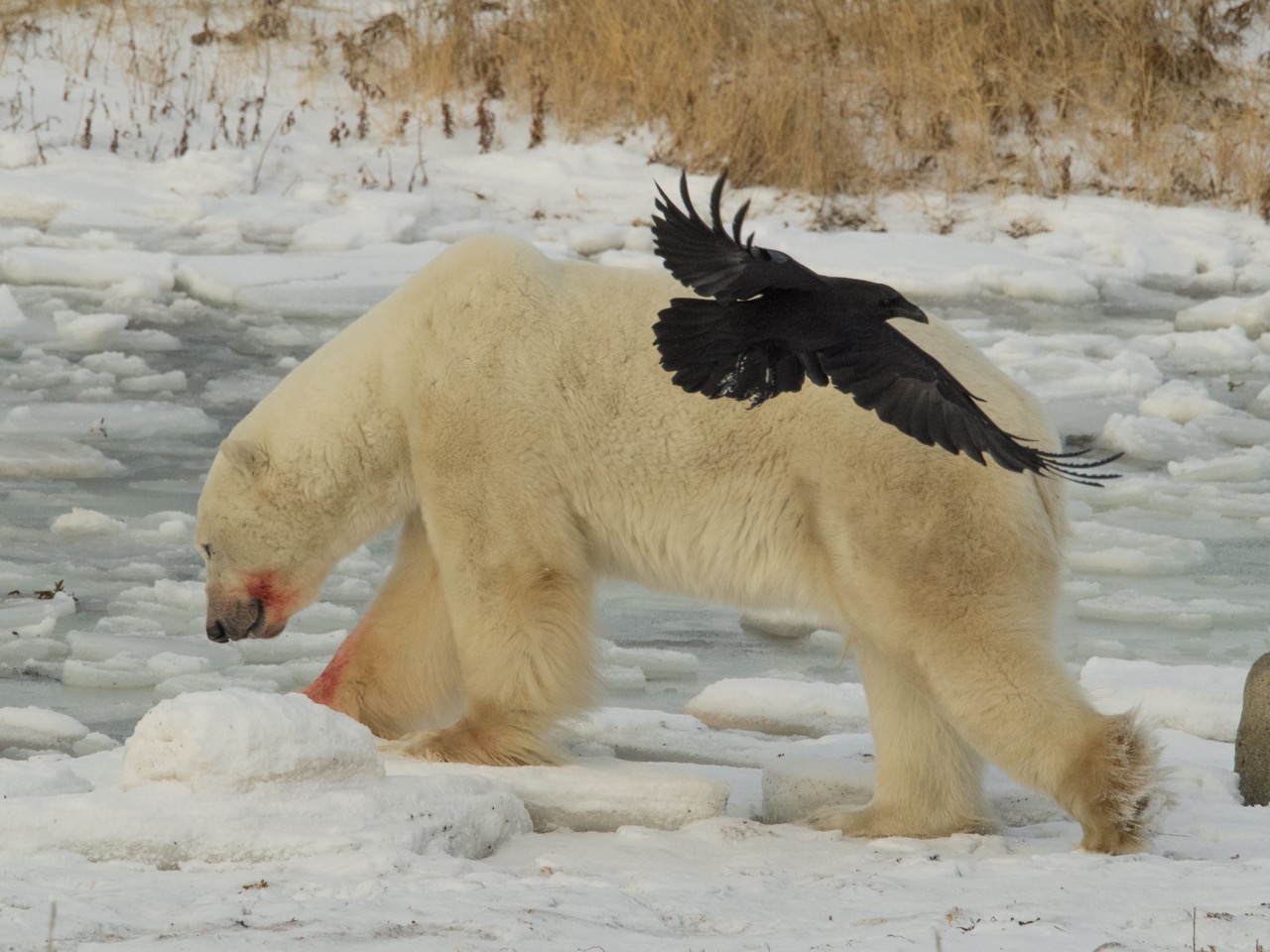 Churchill Polar Bear Update Seal Kill Churchill Polar Bears