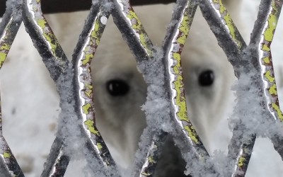 Churchill Polar Bear Season – Photos of the Week