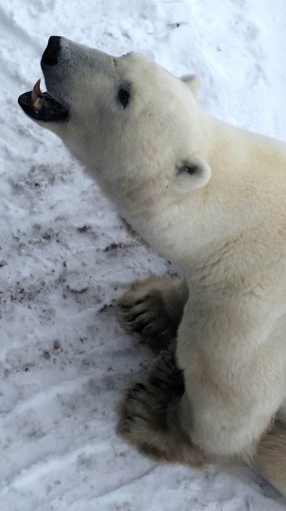 Polar bear in Churchill, Manitoba