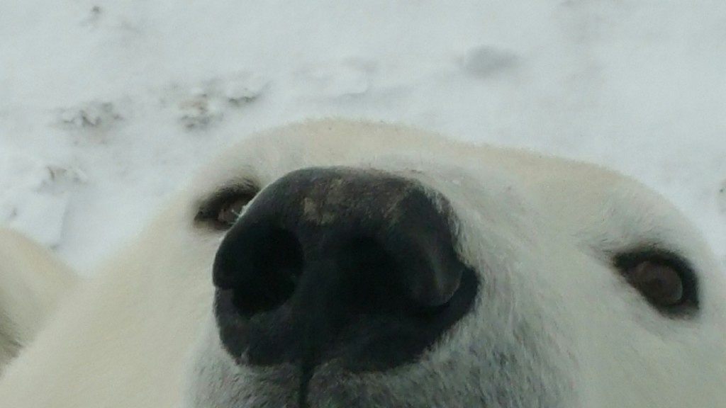 polar bear Churchill