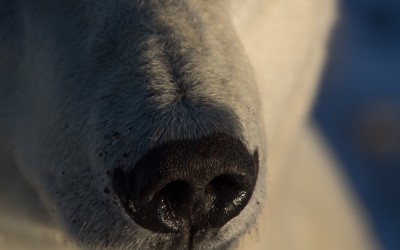 Churchill Facebook Chat – Polar Bear in the Backyard