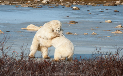 Churchill Photos of the Week – Polar Bears
