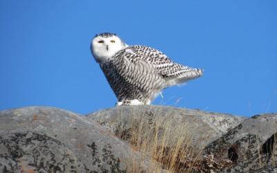 Churchill Sunday Photo – Snowy Owl
