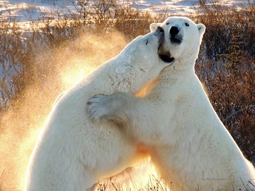 polar bears sparring Churchill, Manitoba