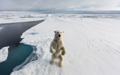 Polar Bear Attempts Boarding Ship in Spitsbergen