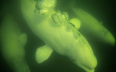 Manitoba Province Urging Beluga Protection