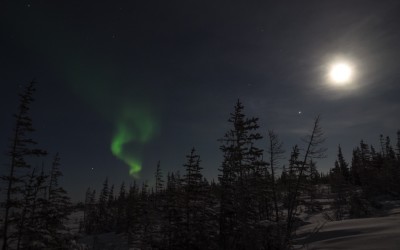 Fresh Field Notes From Churchill – Northern lights
