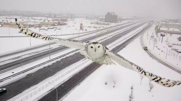 snowy owl in Montreal, Quebec