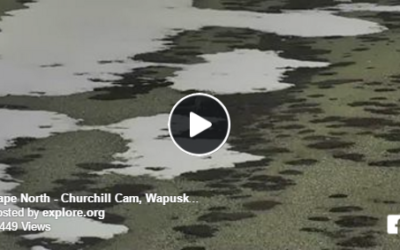 Live Video – Caribou at Cape Churchill