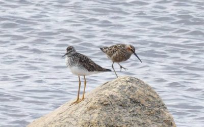 Churchill Sunday Photos – Birds Galore