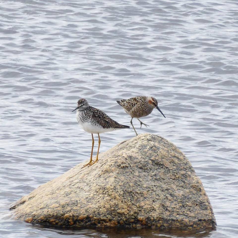 short billed dowitcher and lesser yellowlegs