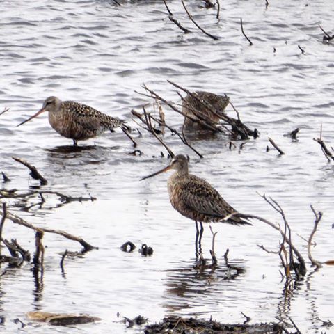 Marbled Godwits R Reid