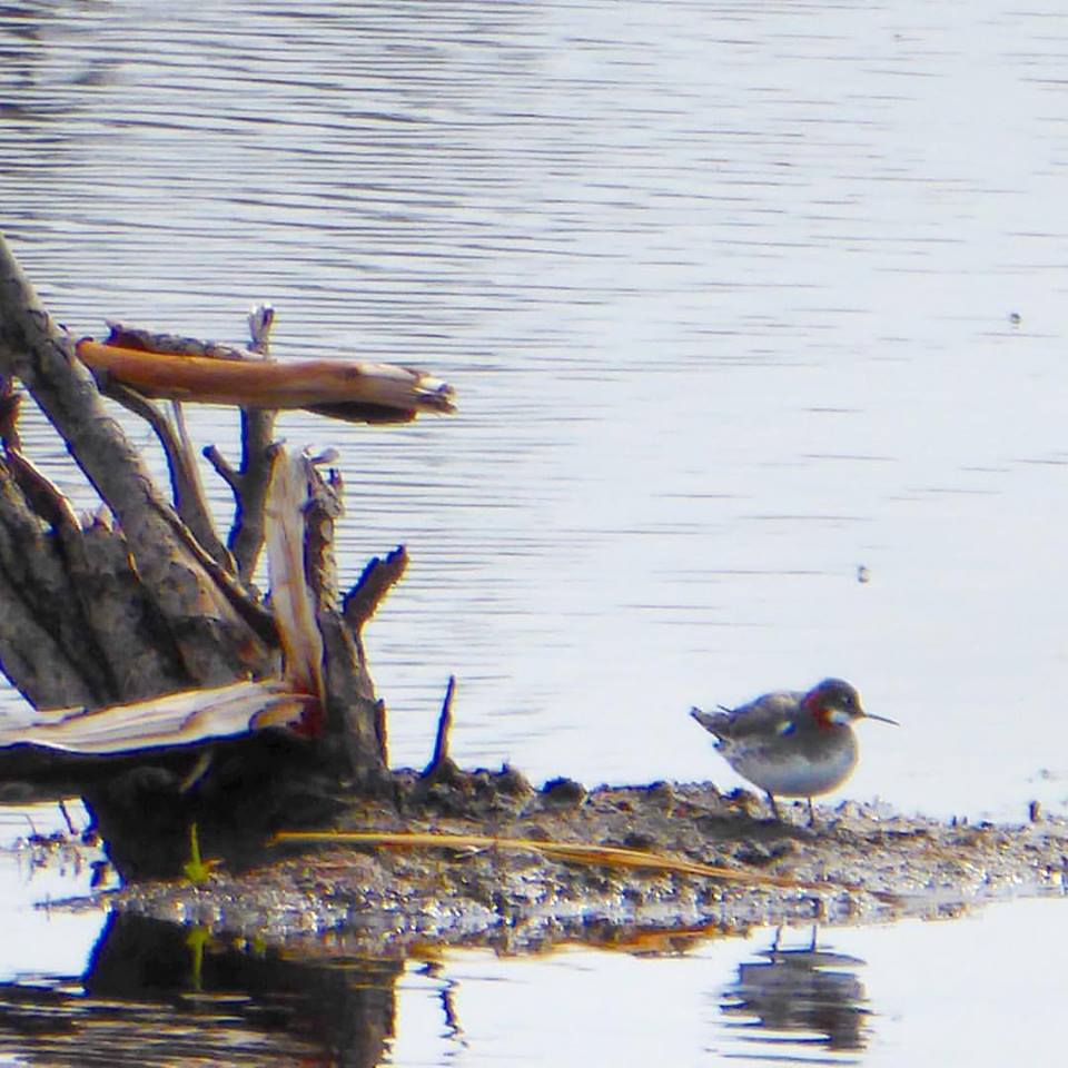 Red Necked Phalarope R Reid