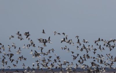 No Geese Like Churchill Snow Geese