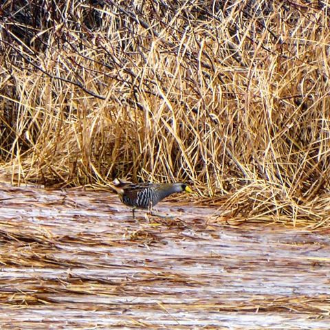 sora rail R Reid