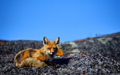 Red Fox in Churchill Captured on Camera