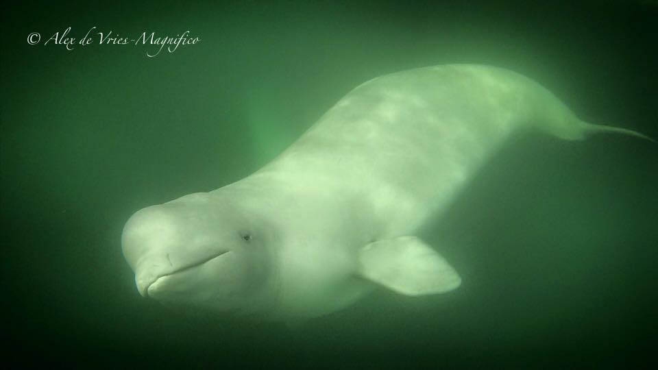 beluga whale in Churchill River