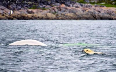 Churchill Beluga Whale and Bear Photo