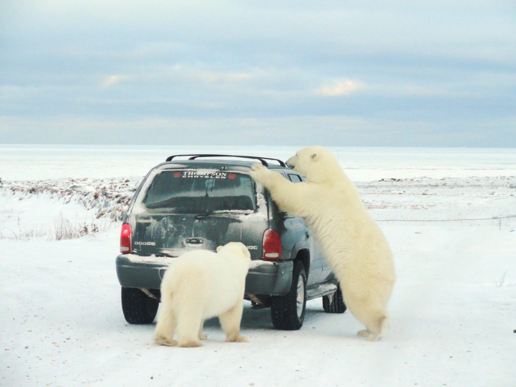 polar bears churchill, Manitoba