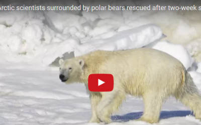 Churchill Video of the Week – Polar Bear Hostages